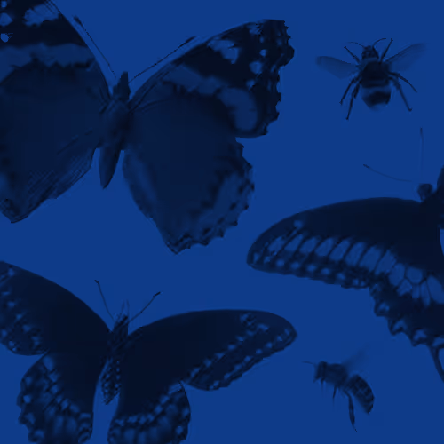 The Pollinators on Base