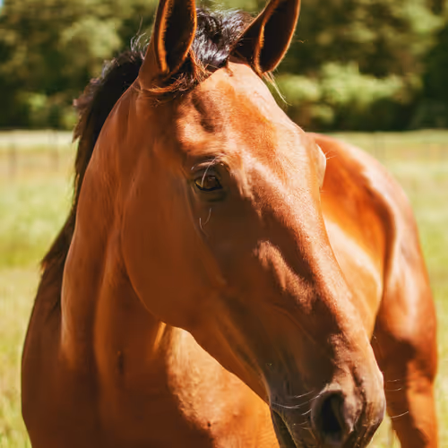 HORSES