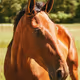 HORSES