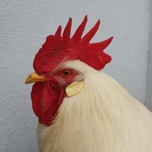 my cock