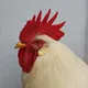 my cock