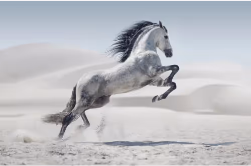 HORSE OF THE DESERT