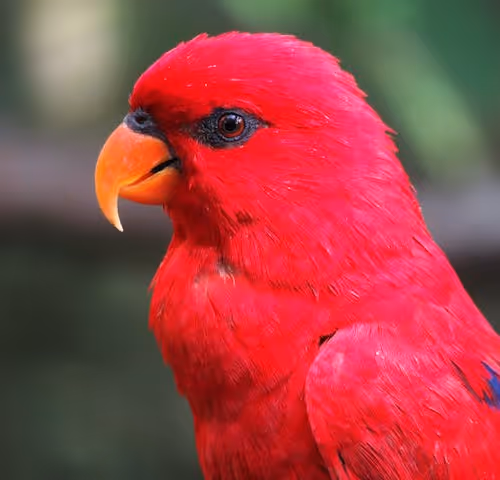 RedParrot