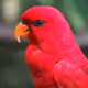 RedParrot
