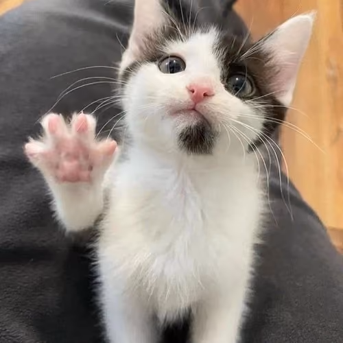 kitty