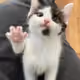 kitty