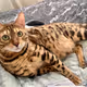 PERSEUS