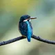 Bird Kingfisher