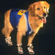 Buddi