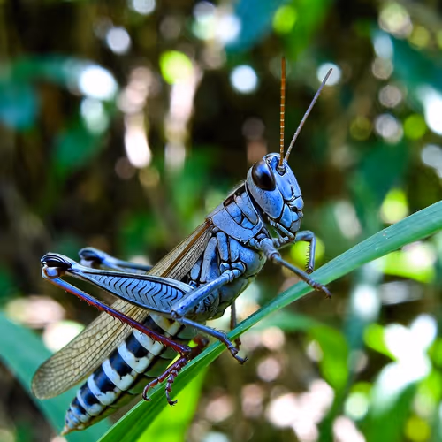 GRASSHOPPER