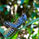 GRASSHOPPER