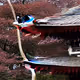 pagoda