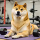 Dumbbell Doge