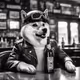 NylondogeFT