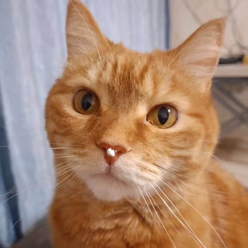 SUPERCAT