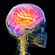 Brain
