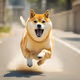 Usain Doge