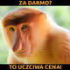 Rose darmo to uczciwa cena
