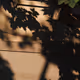 shadow