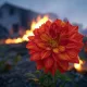 Blossom in the Fire