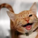 basecats