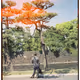 Japan!