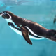 Penguins