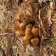 Fungus