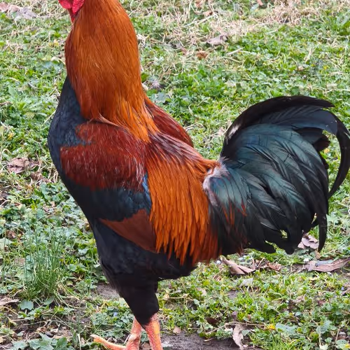 Hrz