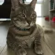 This is my Cat
