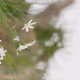 The rhythm of trees and flowers