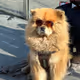 chow chow
