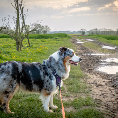 Touching Grass With Gig - Lila's Watch