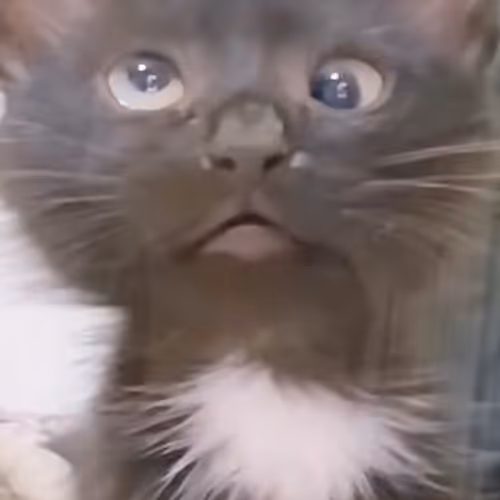 HH