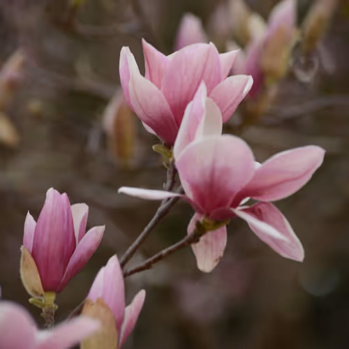 Magnolia Blossoms R 1