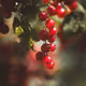 Red Garden