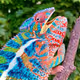 Chameleon
