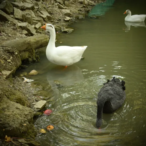 swan