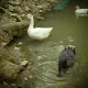 swan