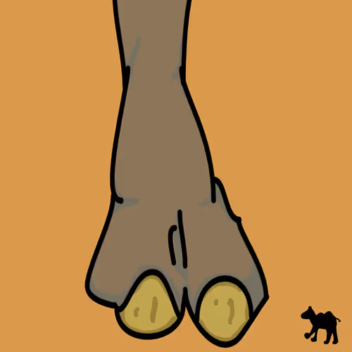 Cameltoes