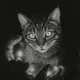 Dark Cat
