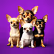 The Guard of Dogs
