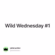Wild Wednesday #1