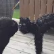 Miggles Mirror