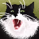 My pixel cats