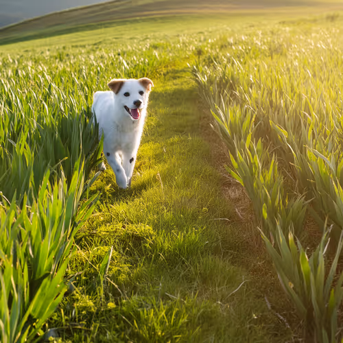 PLAYING WITH MY PET ON THE GRASS