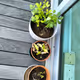Jen's Office Plants