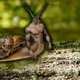 lesnail
