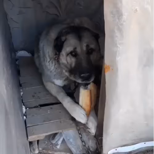 xKralTR