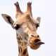 giraffe sticking out tongue